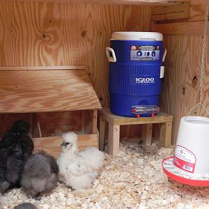 Silkie