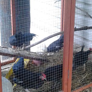 1st side of Banty's coop
