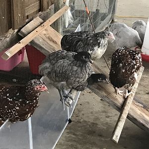 New Chickies!