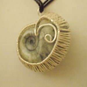 Ammonite front