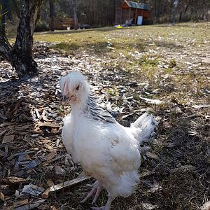 Light Sussex Cockerel