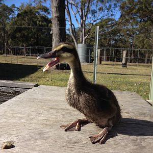 Hinny (mallard x muscovy) duckling