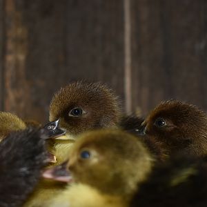 Scovy ducklings 3