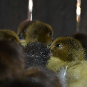 Scovy ducklings 4