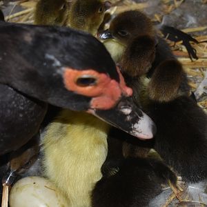 Scovy ducklings 7