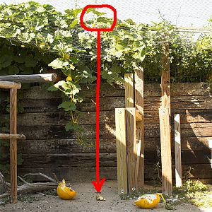 Big_Moose_pumpkin_X9147405_09-14-2018-001a