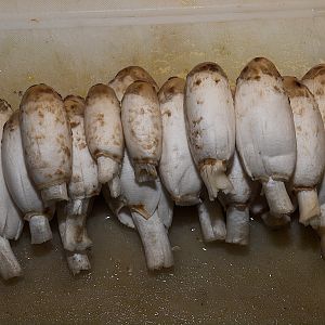 Shaggy_mane_mushrooms_X9147426_09-14-2018-001