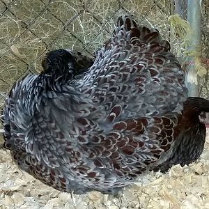 BLRW Pullet