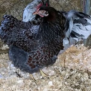 BLRW pullets
