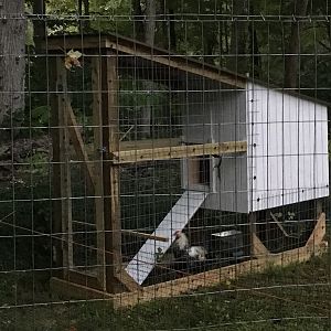 view from the big girls’ coop