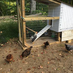 The girls love their Jailbird!