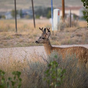 Deer_X9097374_09-09-2018-001