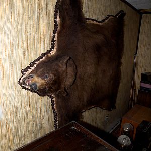 Bear_rug_X9207453_09-20-2018-001