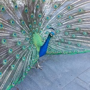 Peacock