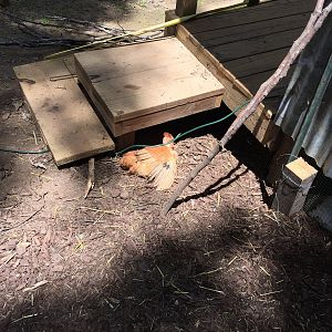 Sunbathing During Run Construction