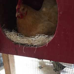 Original Hen, New Nestbox