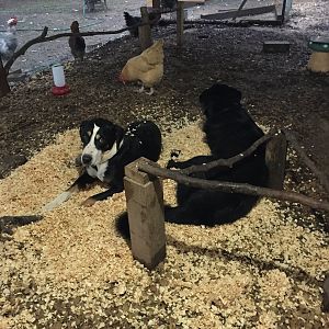 Pine Shavings for Chicks?