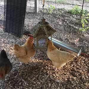 Oyster Shell - Free Choice