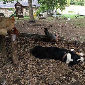 A Faithful & Constant Companion