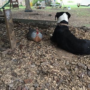 A Faithful & Constant Companion