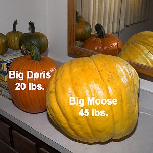 Pumpkins_X9297460_09-20-2018-001