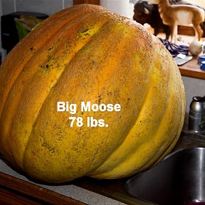 Big_Moose_pumpkin_X9297459_09-20-2018-001