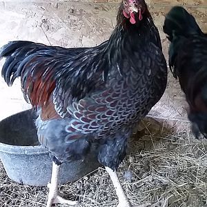 4 month old new rooster