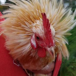 Dutch rooster