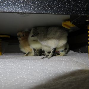 11-10-2018 two days old 1