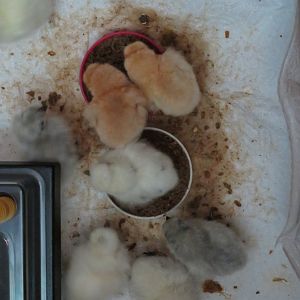 12-10-2018 three days old 3