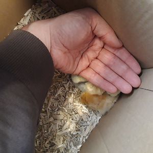 11-10-2018 traveling to new home