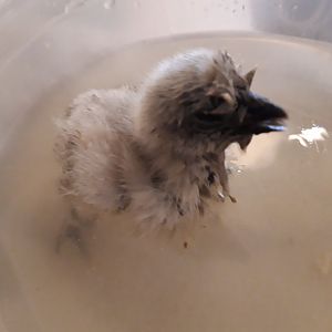 18-10-2018 bathing 8 days old 3