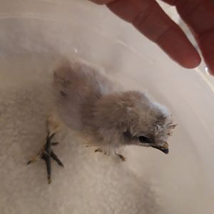 18-10-2018 bathing 8 days old 2