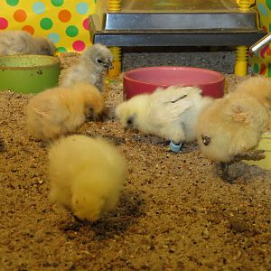 18-10-2018 8 days old 8