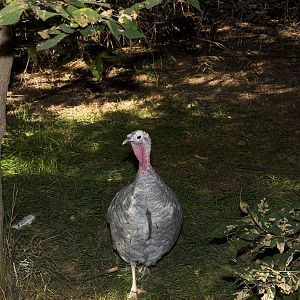 Blue_slate_hen_X9177430_09-17-2018-001