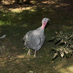 Blue_slate_hen_X9177431_09-17-2018-001