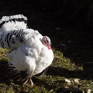 Royal_palm_hen_XA187506_10-18-2018-001