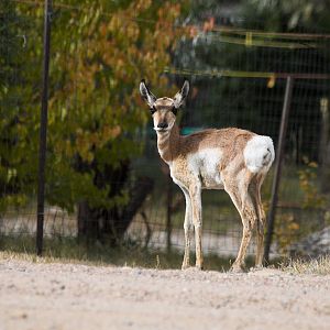 Antelope_X9297464_09-29-2018-001