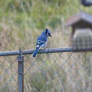 Blue_jay_XA117474_10-11-2018-001
