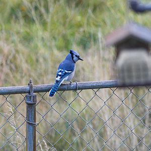 Blue_jay_XA117475_10-11-2018-001
