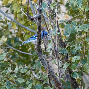 Blue_jay_XA117483_10-11-2018-001