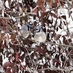 Blue_jay_XA147485_10-14-2018-001