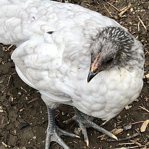 White bird