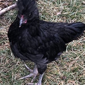 Crevecoeur