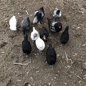 The Fancy Flock