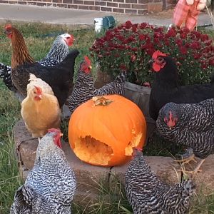 Chickenpumpkin2