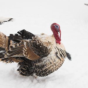 Sweetgrass_tom_X1216218_01-21-2018-001