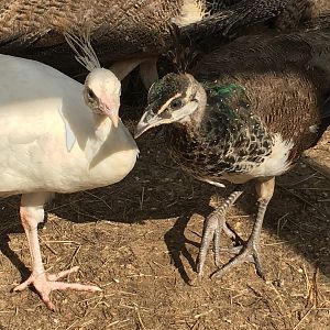 IB and White Peacocks