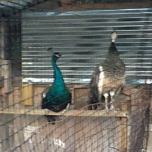 Split Purple Peacock White eyed pied Peahen