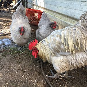 Heritage breed Lavenders
